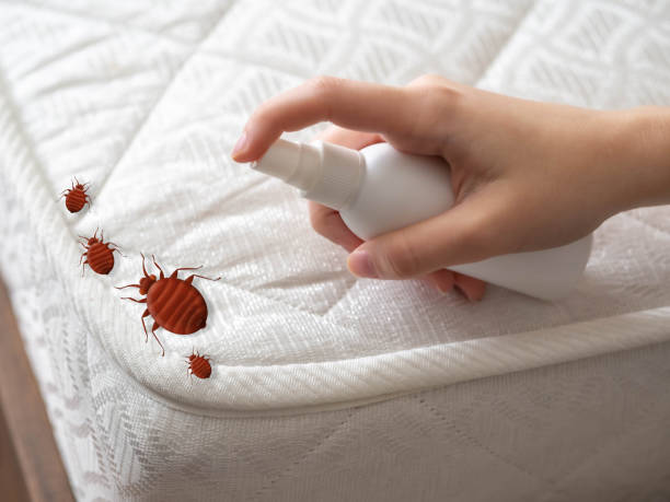 Best Affordable Pest Control Services  in Indian Hills, NV