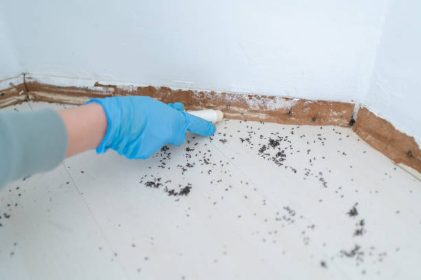 Best Pest Control Treatment  in Indian Hills, NV